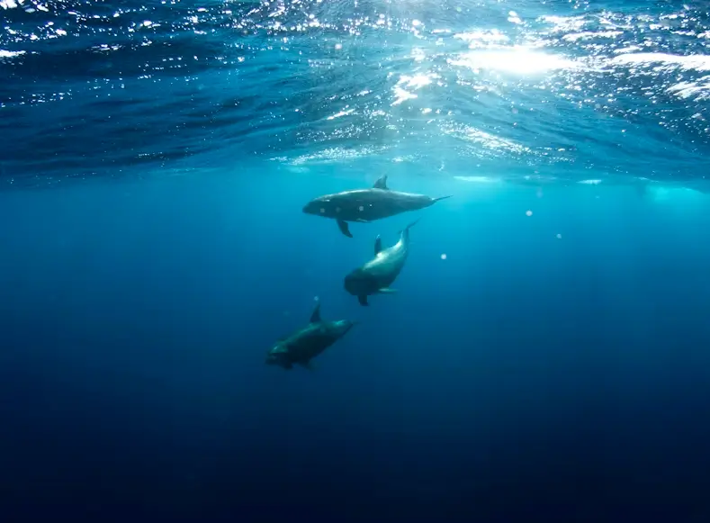 Dolphin House Trip scuba diving trip in Hurghada Red Sea Egypt for beginners and certified divers
