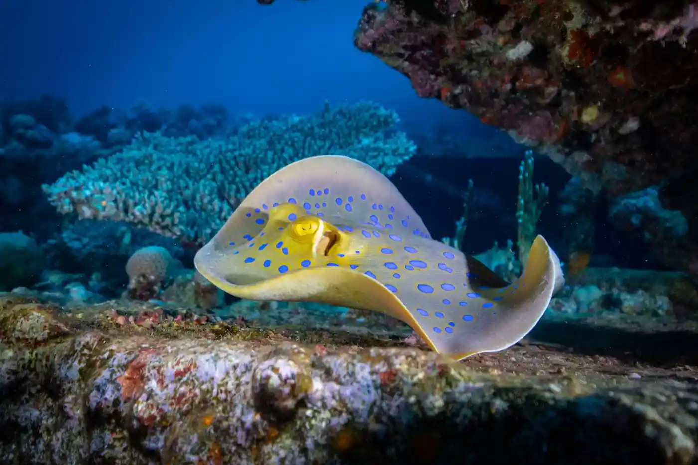 أبو نحاس - حطام جيانيس دي dive site in Hurghada Red Sea Egypt