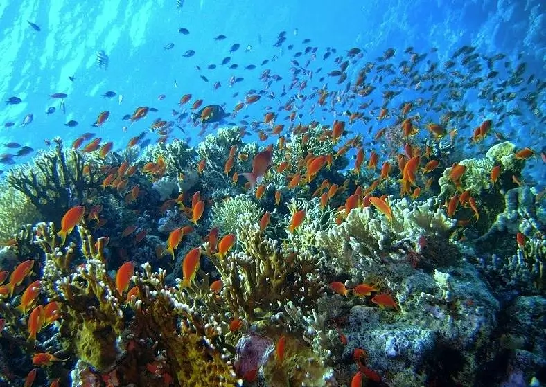 كيرلس ريف dive site in Hurghada Red Sea Egypt