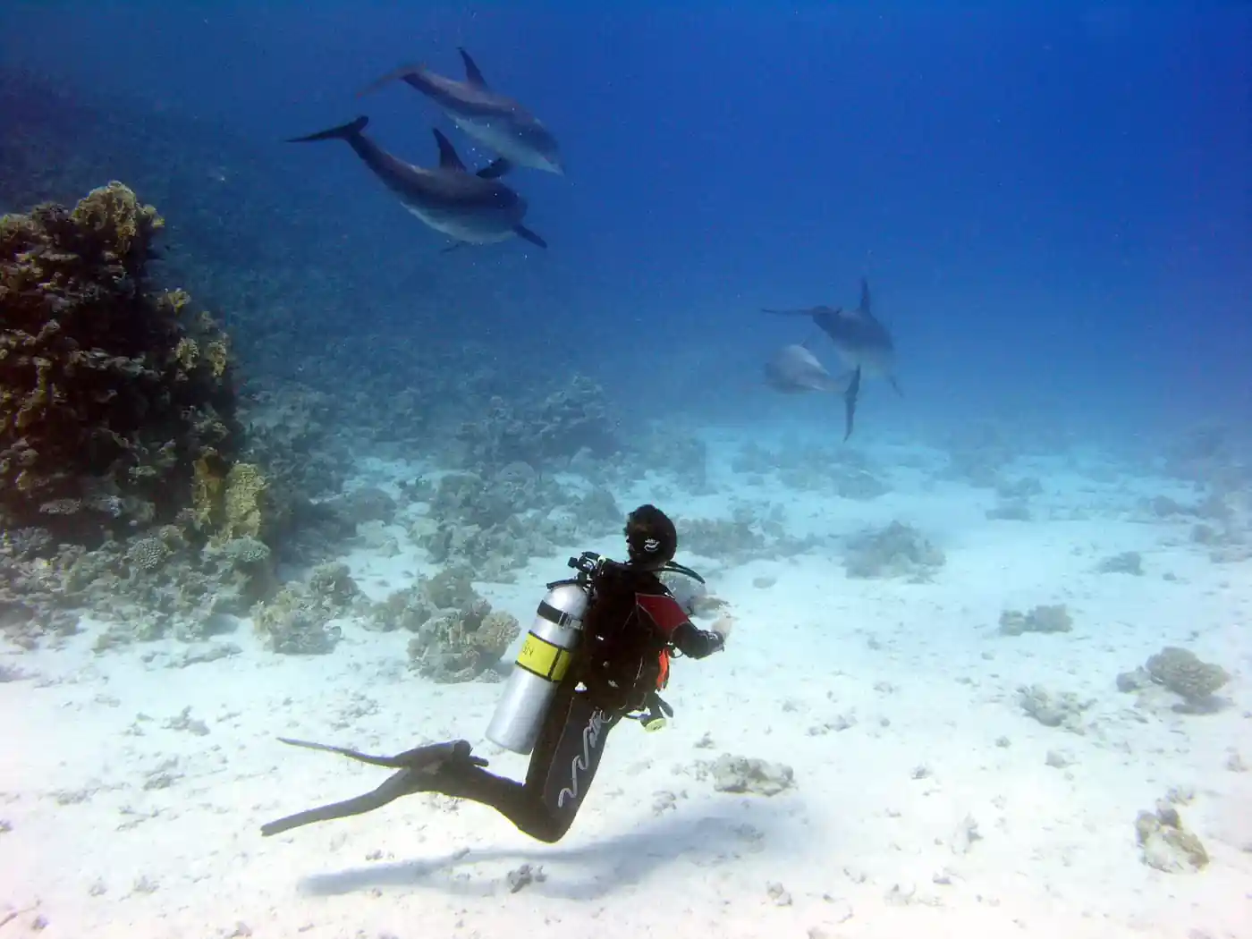 شعب إل إرج "بيت الدلافين" dive site in Hurghada Red Sea Egypt
