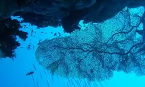 أم قمر dive site in Hurghada Red Sea Egypt